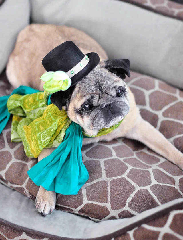 Irish pug wearing festive St. Patrick's Day costume